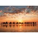 Atardecer en Cable Beach Australia puzzle 1000 Educa